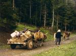 Artvin Resimleri 108